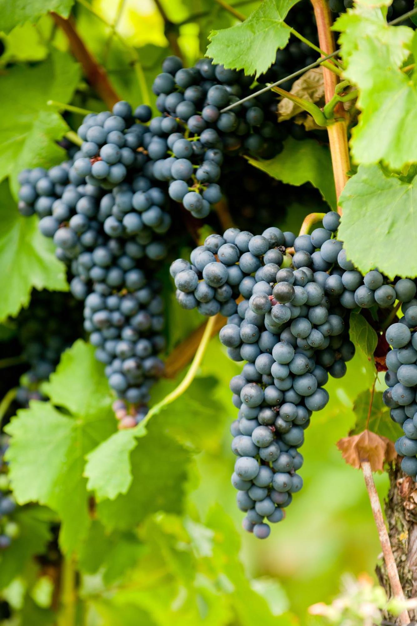 Wein- Und Sektgut Markus Hensler بريديل المظهر الخارجي الصورة