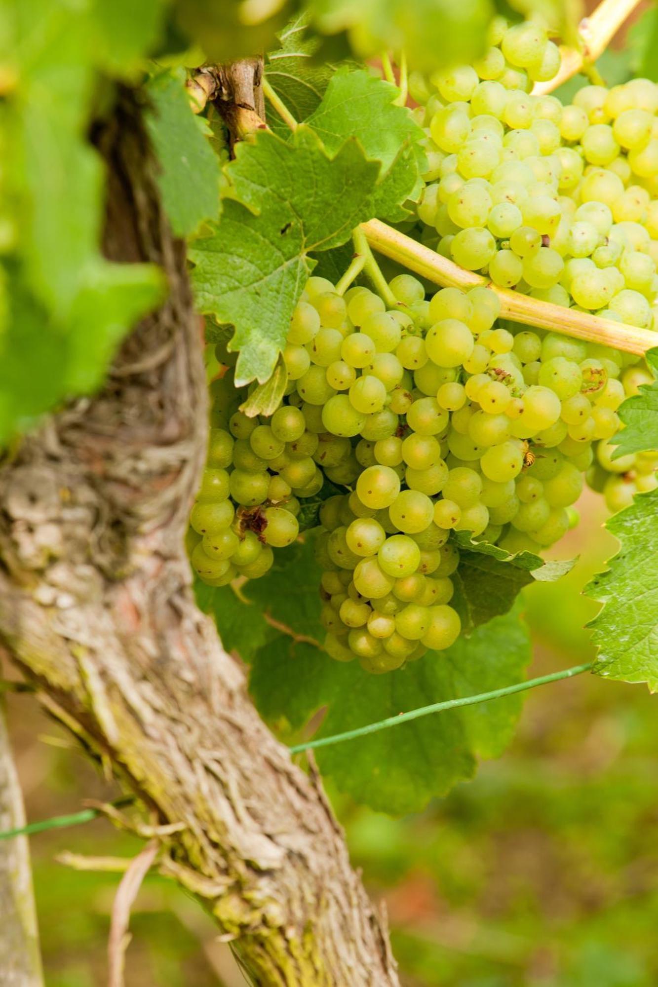 Wein- Und Sektgut Markus Hensler بريديل المظهر الخارجي الصورة
